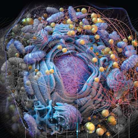 Quantification of Cellular Organelle Size